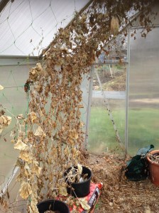 messy greenhouse