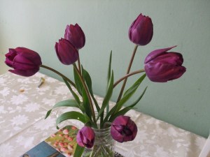 purple tulips