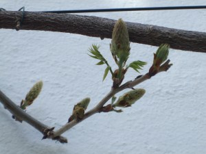 wisteria buds 2
