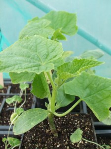 grafted cucumber carmen