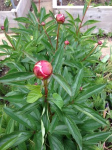 peony1
