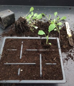 potting psb