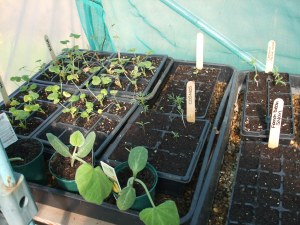 seedlings 2