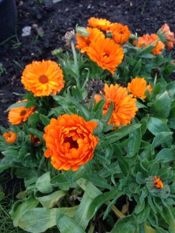 01145082fd4489498ee1f479e52ade8f3a32ea2cbb