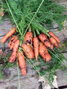 carrots