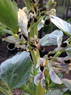 clear broad bean