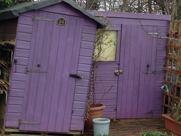 purple shed