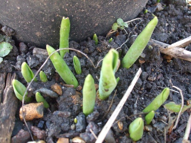 tulip buds