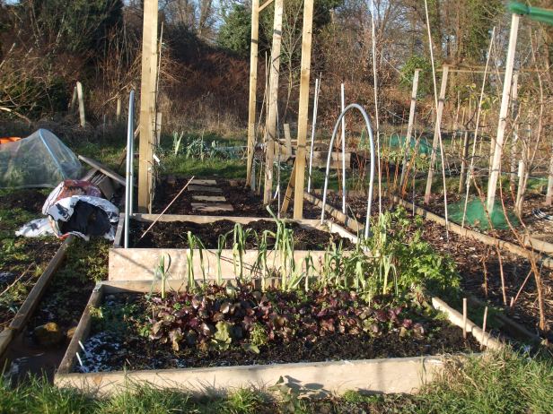 new-raised-beds-and-fruit-cordon-frame