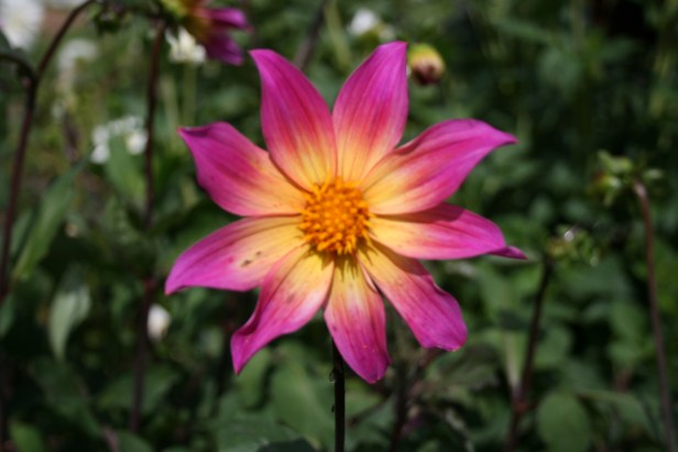 dahlia bright eyes