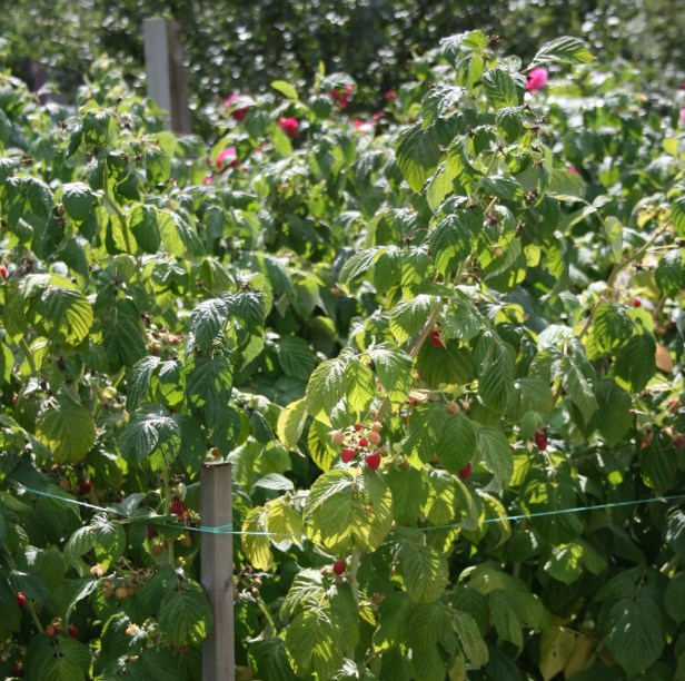raspberries