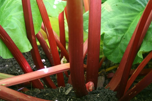 rhubarb fultons strawberry