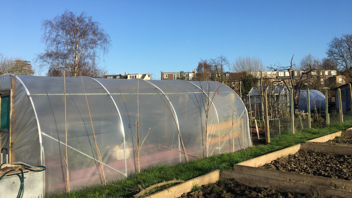 Polytunnel preparations – Allotment Life