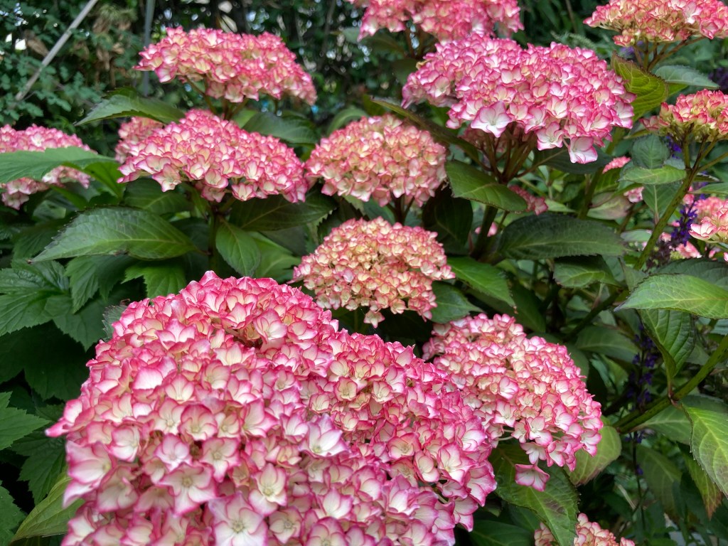hydrangea
