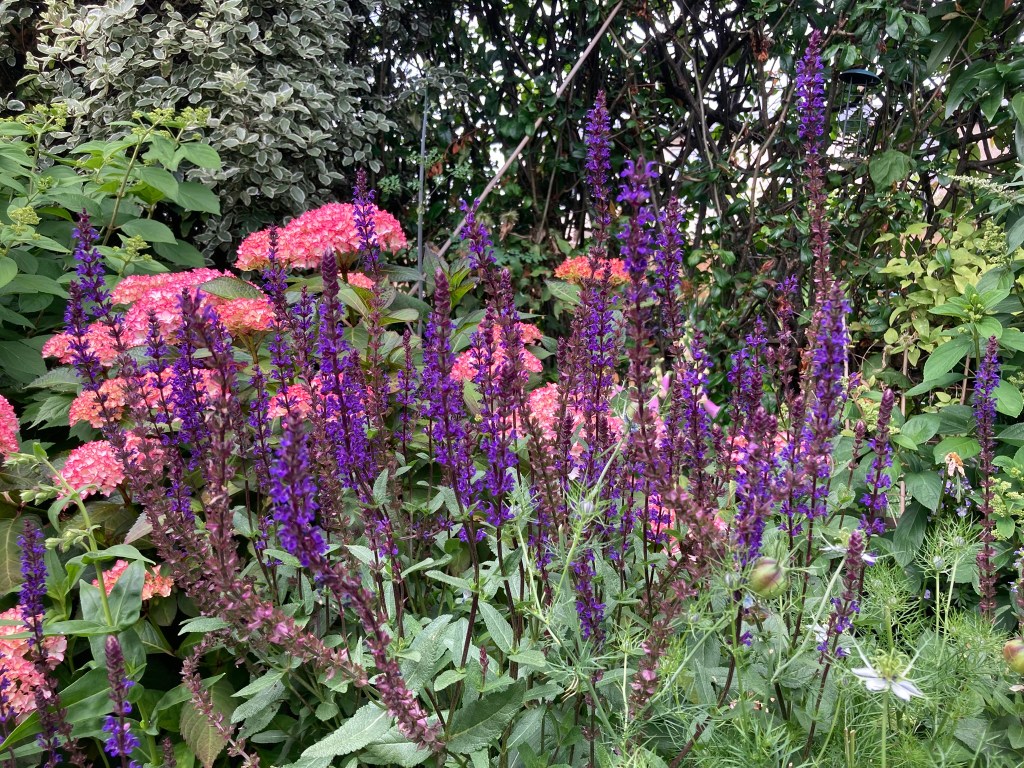 salvia nemerosa with hydrangea in the background